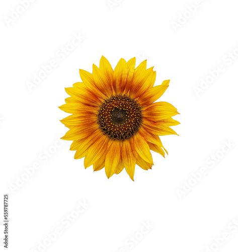 Sunflower flower isolated