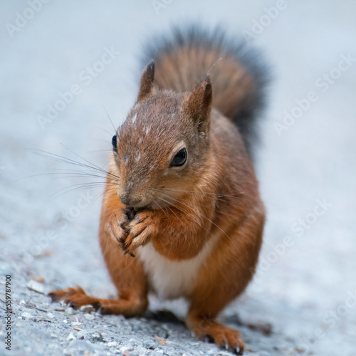 Spotty squirrel