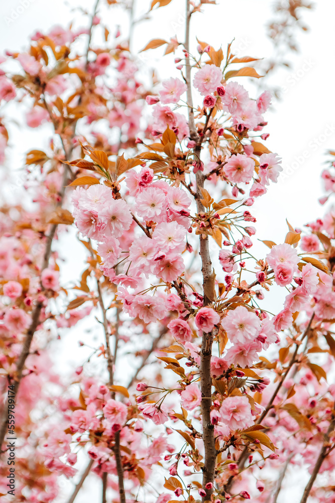 Sakura cherry blossoms blooming flowers in the garden park in early spring. Hanami celebration, Japanese festival. Background image
Sakura cherry blossoms blooming flowers in the garden park in early spring. Hanami celebration, Japanese festival. Background image