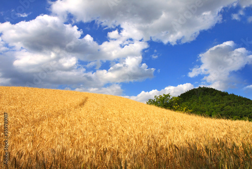 Wheat fields landscape photo