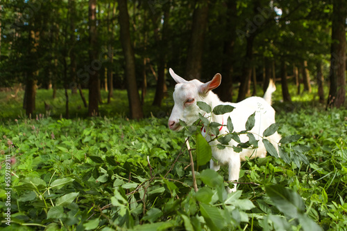 Goat eating leaves grass in the forest village meadow field grassland. Mammal animal chewing plants on the lawn. Farm animal 