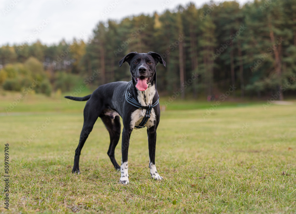 Black Dog is Standing on the Grass.