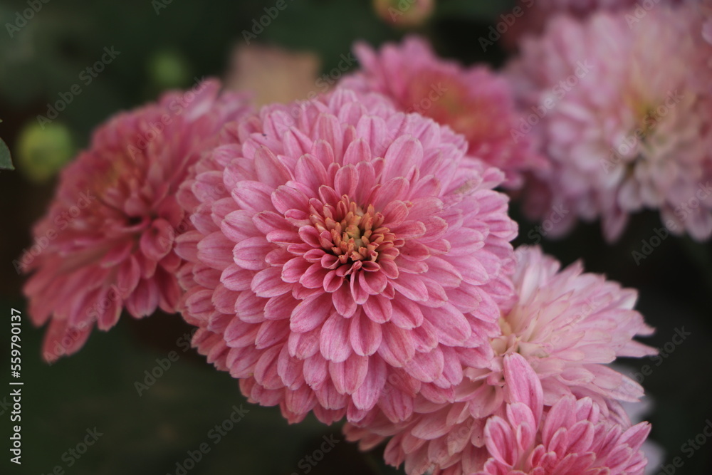 Close up photo of a bunch of chrysanthemum flowers with yellow centers and white tips on their petals Close up photo of a bunch of chrysanthemum flowers with yellow centers and white tips on their petals