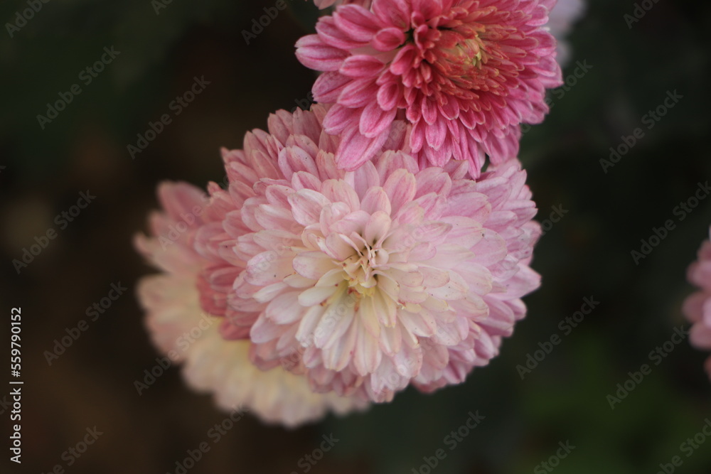Close-up photo of a bouquet of pink chrysanthemums. Close-up photo of a bouquet of pink chrysanthemums.