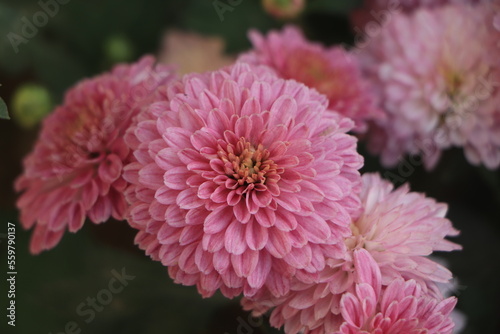 Close up photo of a bunch of chrysanthemum flowers with yellow centers and white tips on their petals