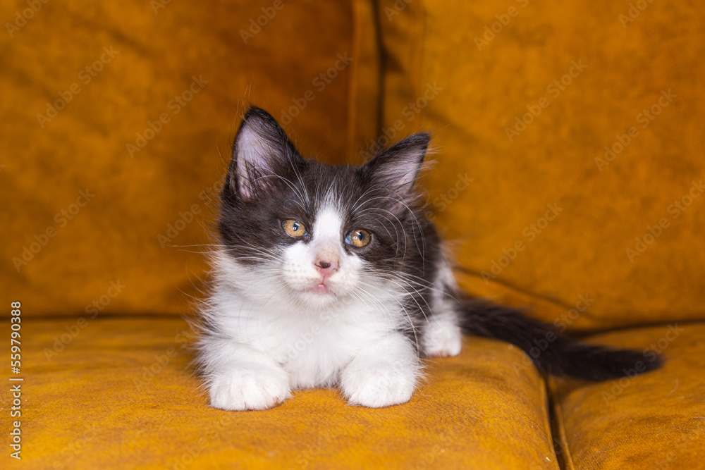Portrait of a small very young kitten. Kitty with big eyes close up on a brown background. Adorable baby cat with cute face. Cute American shorthair cat kitten. Pet kitten looks curious. Newborn baby Portrait of a small very young kitten. Kitty with big eyes close up on a brown background. Adorable baby cat with cute face. Cute American shorthair cat kitten. Pet kitten looks curious. Newborn baby