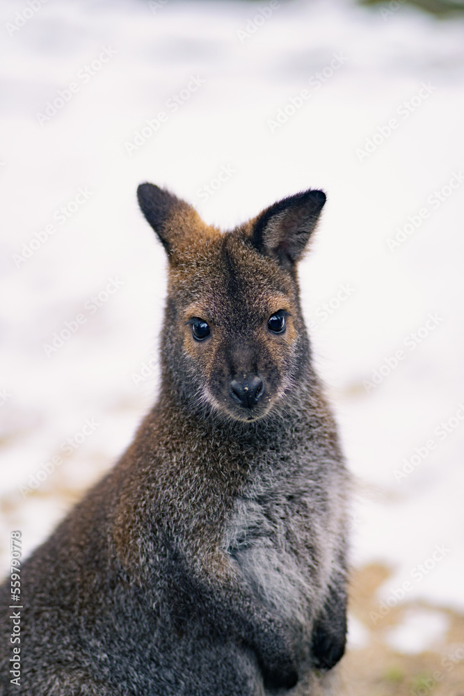 Naklejka premium kangaroo in the snow