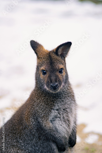 kangaroo in the snow © Sebastian