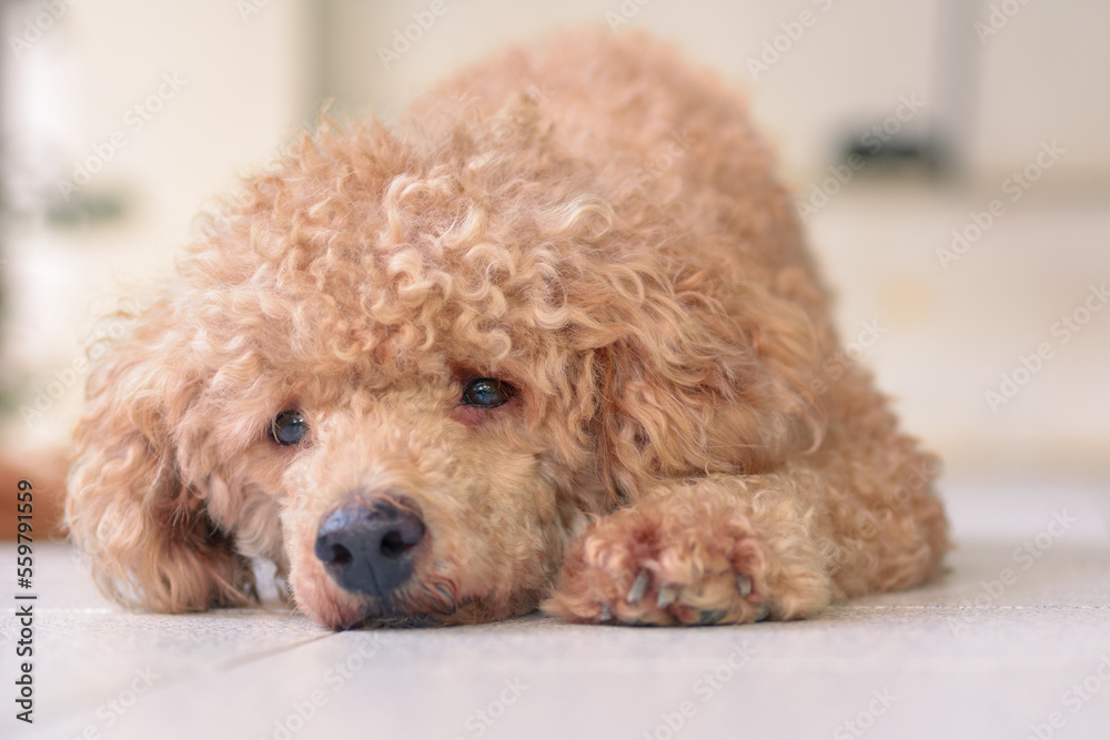 Young brown poodle dog on natural light background. Young brown poodle dog on natural light background.