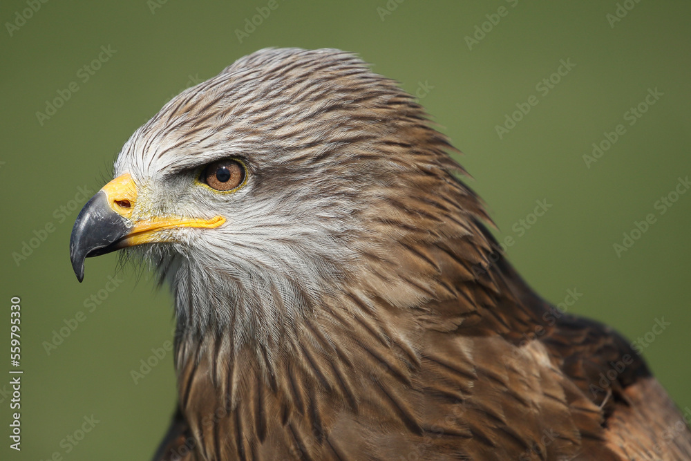 Portrait of a Black Kite against a green background
Portrait of a Black Kite against a green background