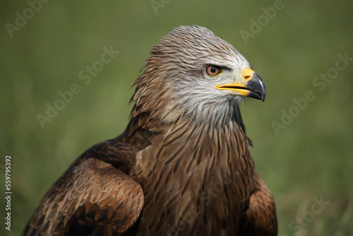 Portrait of a Black Kite against a green background 
