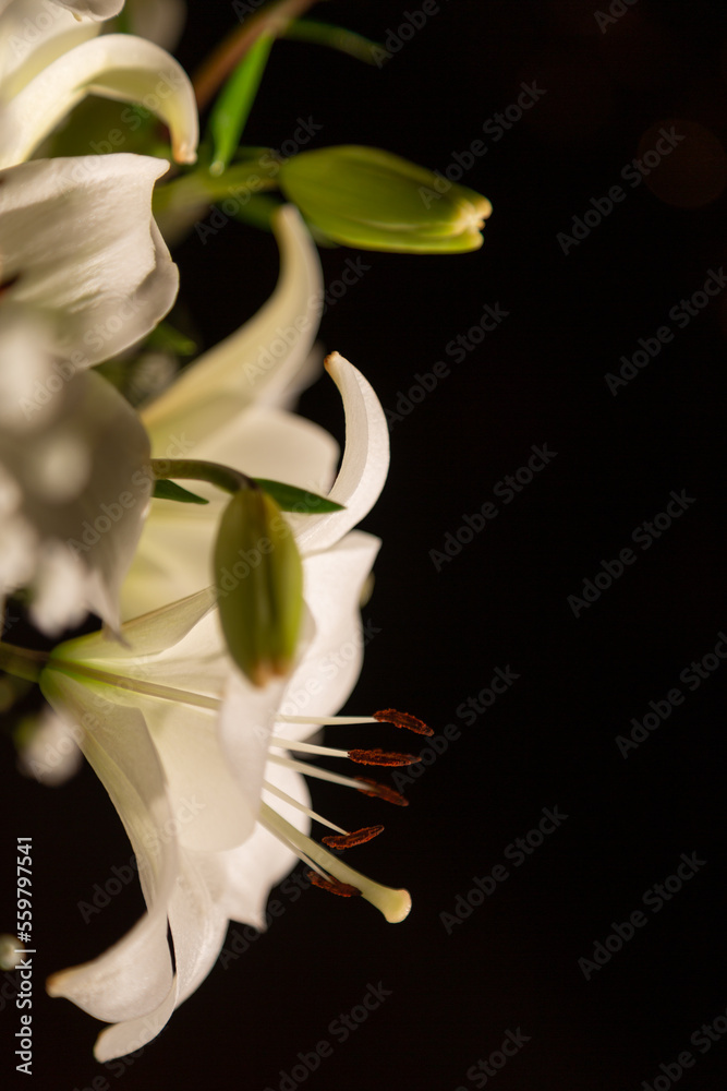 Fototapeta premium white lily