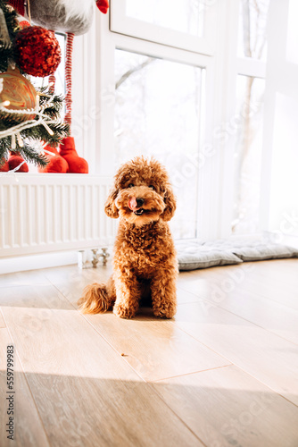 A small red poodle sits on the floor near the Christmas tree at home. Front view