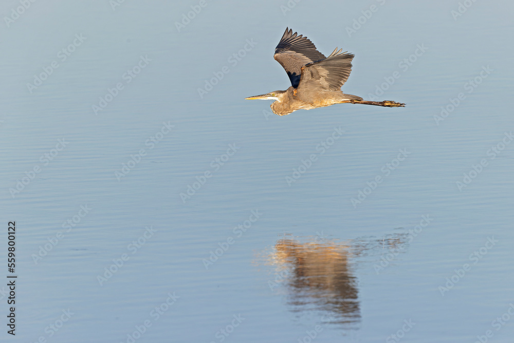 Obraz premium An adult great egret (Ardea alba) in flight.