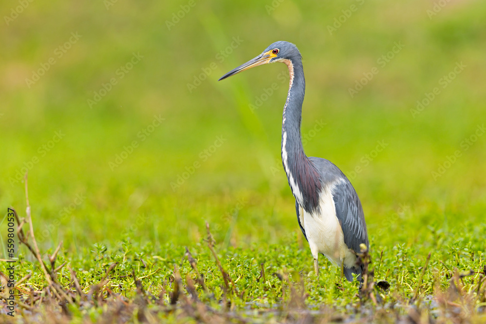 Fototapeta premium A tricolored heron (Egretta tricolor) foraging at the Texas coast.