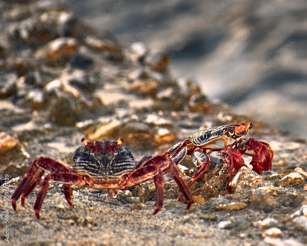 crab1