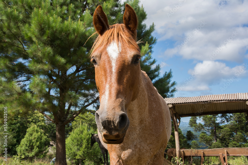Fototapeta premium photograph of a beautiful brown horse