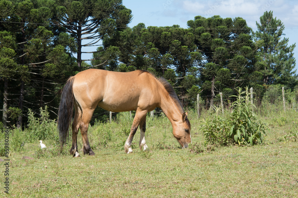 Fototapeta premium photograph of a beautiful brown horse