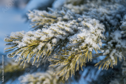 Coniferous twigs on a frosty winter day are covered with hoarfrost and fluffy snow.