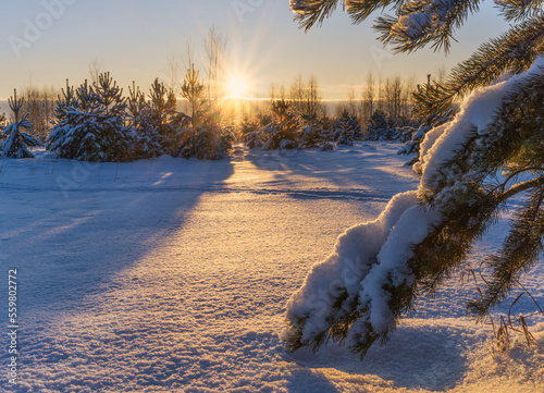 Sunny forest glade on a frosty winter day. Ahead, a snow-covered pine branch