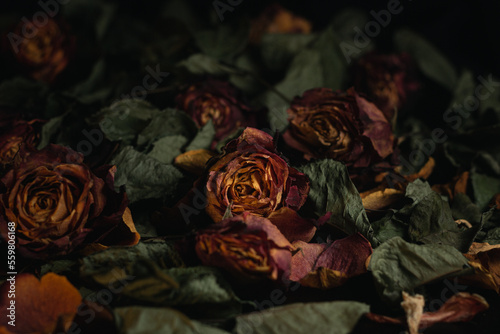 Roses Macro close up multicolored orange dried rose bloom bouquet in ceramic retro vase Black background