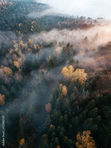 Aerial shot of landscape view of colorful autumn foggy forest with low clouds around in the woods at sunrise.