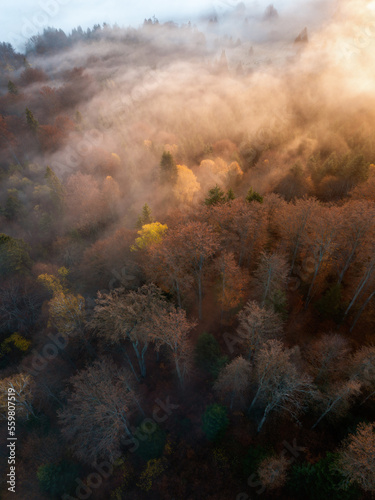 Mountain forest in low clou...