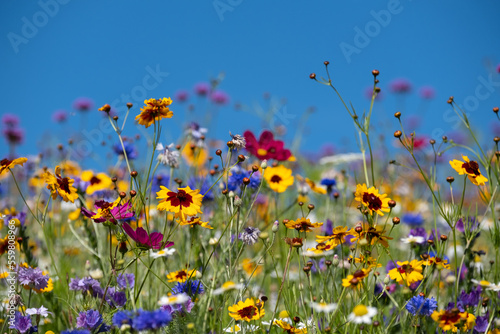 Colourful wildflowers blooming outside Savill Garden  Egham  Surrey  UK  photographed against a clear blue sky.
