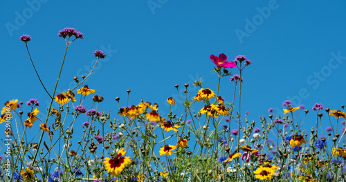 Colourful wildflowers blooming outside Savill Garden  Egham  Surrey  UK  photographed against a clear blue sky.