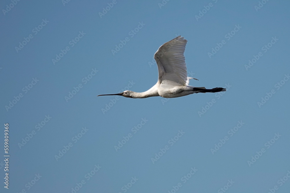 Obraz premium Löffler (Platalea leucorodia)