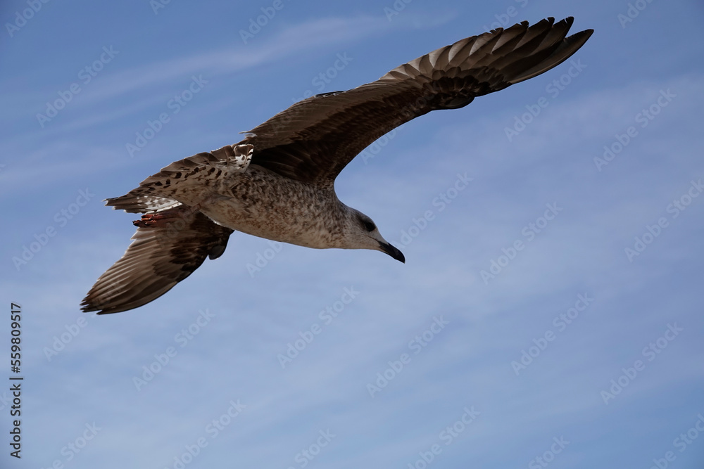 Obraz premium Mittelmeermöwe (Larus michahellis)