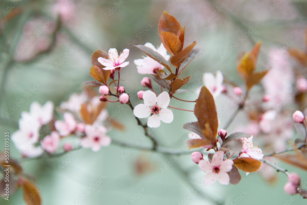 Obraz premium spring flowering tree, sakura, japanese cherry, pink flower, flowers without leaves, background, selective focus, shallow depth of field