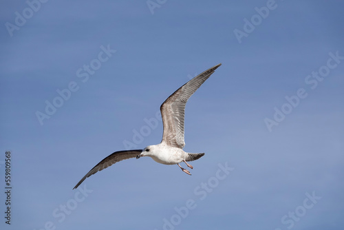 Mittelmeerm  we  Larus michahellis 