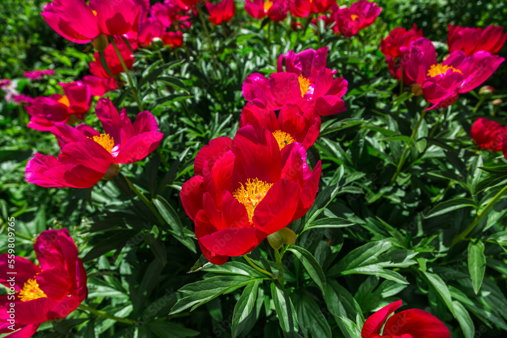 Herbaceous Peonies Scarlet O Hara in flowers Herbaceous Peonies Scarlet O Hara in flowers