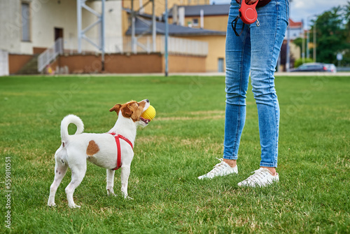 Woman have fun with pet outdoors. Small dog walking at field with green grass, running and playing with toy ball