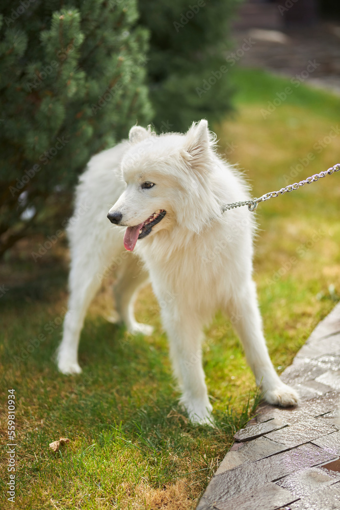 Portrait of a Samoyed dog. Cute dog close up. Dog on a background of green grass. dog in nature
Portrait of a Samoyed dog. Cute dog close up. Dog on a background of green grass. dog in nature