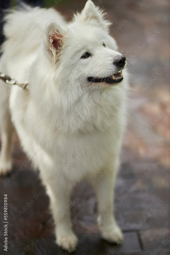 Portrait of a Samoyed dog. Cute dog close up. 