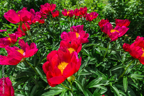 Herbaceous Peonies Scarlet O Hara in flowers photo