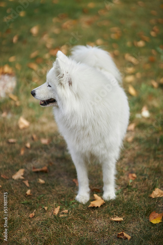 Portrait of a Samoyed dog. Cute dog close up. Dog on a background of green grass. dog in nature