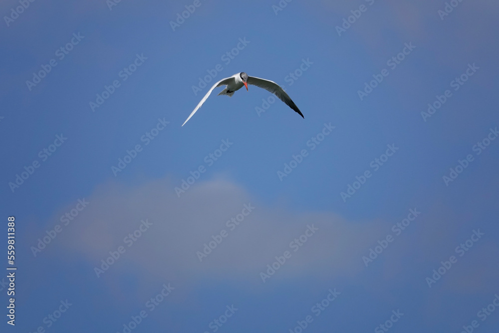 Raubseeschwalbe (Hydroprogne caspia Raubseeschwalbe (Hydroprogne caspia