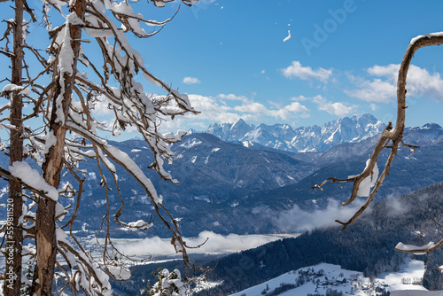 Scenic view of mountain summit Jof di Fuart (Vis) and Jof di Montasio in Julian Alps seen from Kobesnock in Bad Bleiberg, Carinthia, Austria, Europe. Snow covered tree branch in winter wonderland photo