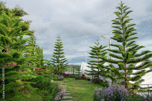 Natural park with Norfolk island pine tree and variety flower blooming growth in the garden