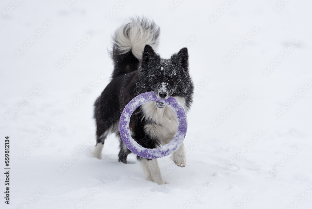 Running Border Collie Dog on Snow Playing with Toy. Running Border Collie Dog on Snow Playing with Toy.