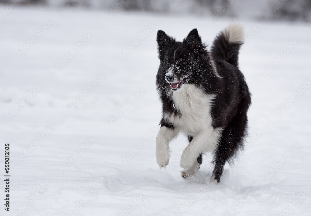 Naklejka premium Border Collie Dog Running on Snow. Winter and Snowy Background.