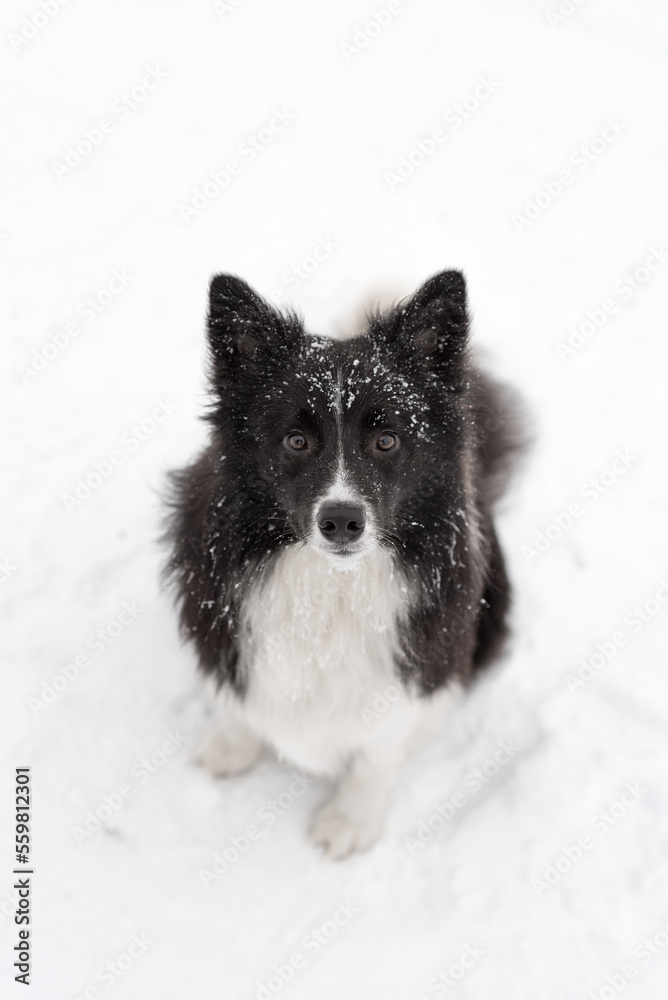 Border Collie Dog Portrait on Snow. Winter Background. Border Collie Dog Portrait on Snow. Winter Background.