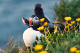 Atlantic Puffin bird living on the cliff with yellow flower by coastline fjord in north atlantic ocean on summer in Iceland