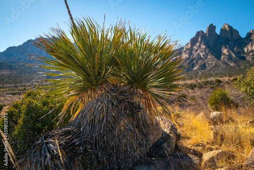 Organ Mountains-Desert Peaks National Monument in Las Cruces, Doña Ana County, New Mexico, Southwestern USA, large Yucca wilderness plants in arid meadow valley close-up photo