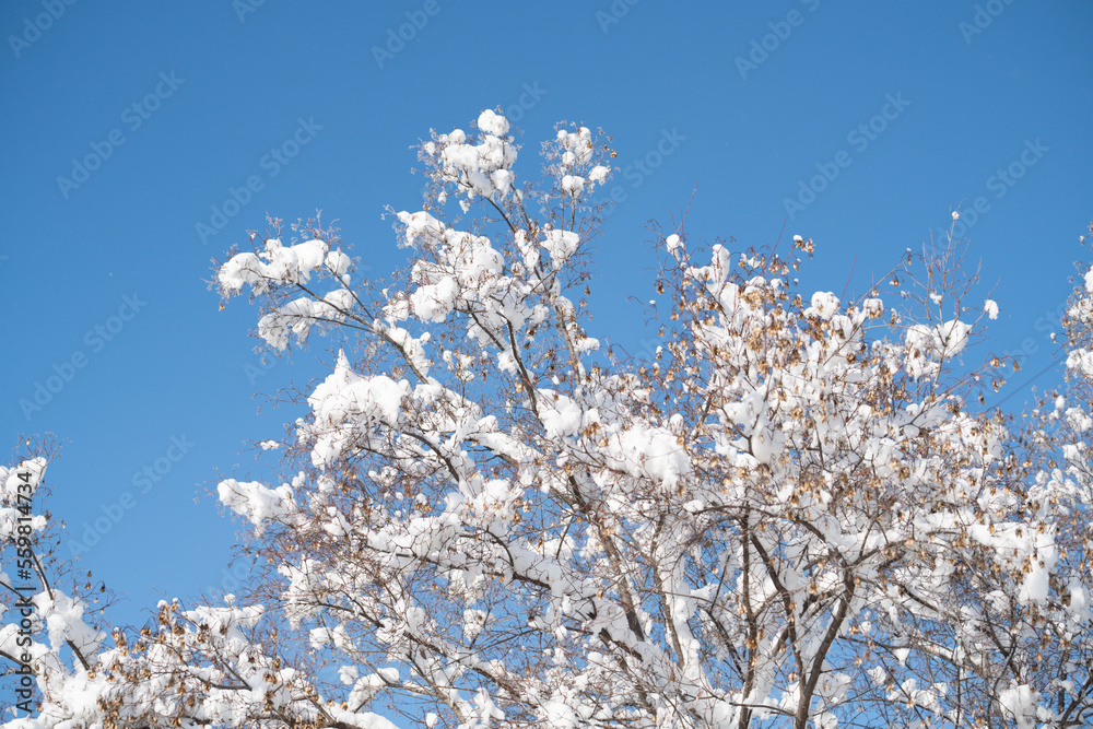 snow covered tree snow covered tree