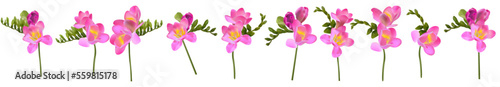 Vector flowers. Freesia. On a white background isolated