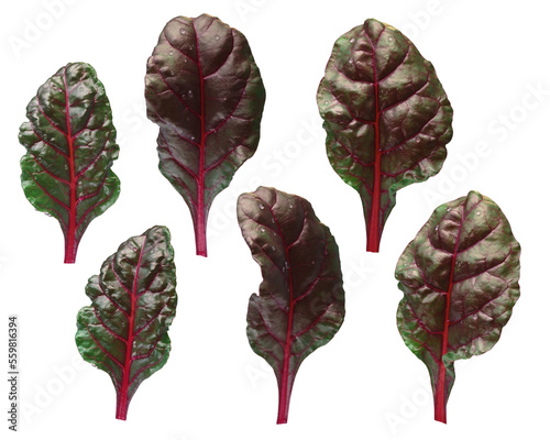 Set of leaves of Swiss chard or Mangold (Beta vulgaris subsp. Cicla-Group) isolated png photo